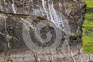 Nile monitor in Kruger National park, South Africa