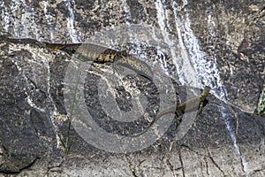 Nile monitor in Kruger National park, South Africa