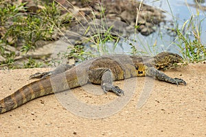 Nile monitor lizard