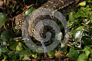 Nile Monitor - Varanus niloticus