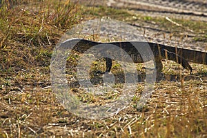 Nile monitor, Varanus niloticus, Bwabwata National Park, Namibia