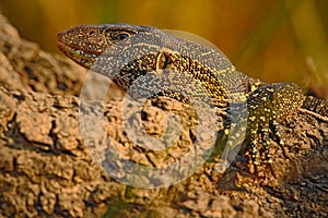 Nile Monitor, Varanus niloticus, detail head portrait of reptile, nature habitat, Chobe National Park, Botswana, Africa