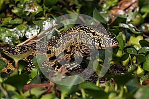 Nile Monitor - Varanus niloticus