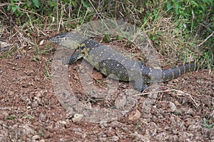 Nile monitor Varanus niloticus large member of monitor family Varanidae