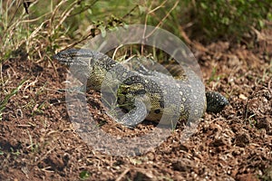 Nile monitor Varanus niloticus large member of monitor family Varanidae