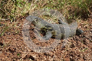 Nile monitor Varanus niloticus large member of monitor family Varanidae