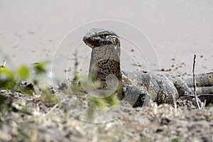 Nile Monitor, Varanus niloticus, looking for food, Chobe National Park, Botswana