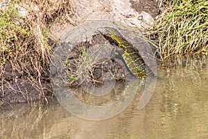 Nile Monitor (Varanus niloticus) in Masai Mara National Reserve, Ken