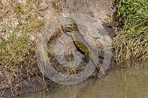 Nile Monitor (Varanus niloticus) in Masai Mara National Reserve, Ken