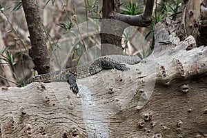 Nile Monitor Varanus niloticus on a trunk