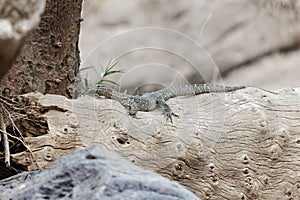 Nile Monitor Varanus niloticus on a trunk