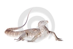 Nile monitor on white background