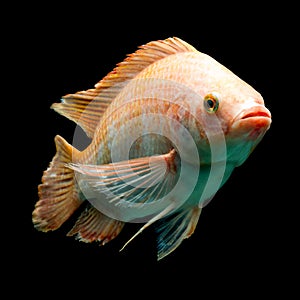 Nile Red Tilapia Fish photo