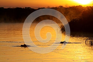 Nile River Sunrise Hippos in the Water photo