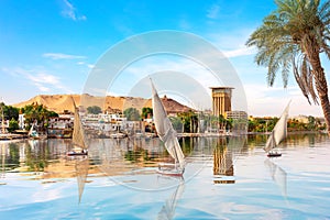 The Nile and sailboats behind the palm, Aswan, Egypt, summer scenery