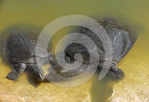 Nile Soft-shelled Turtle (Trionyx triunguis)