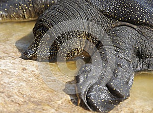 Nile Soft-shelled Turtle (Trionyx triunguis)