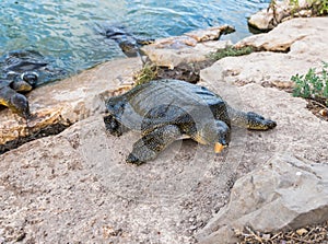 Nile soft-skinned turtle - Trionyx triunguis - climbs onto the stone beach and eats in the Alexander River near Kfar Vitkin settle