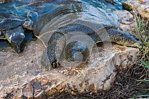 Nile soft-skinned turtle - Trionyx triunguis - climbs onto the stone beach in search of food in the Alexander River near Kfar Vitk