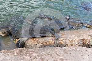Nile soft-skinned turtles - Trionyx triunguis - climb onto the stone beach in search of food in the Alexander River near Kfar Vitk