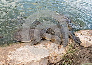 Nile soft-skinned turtles - Trionyx triunguis - climb onto the stone beach in search of food in the Alexander River near Kfar Vitk