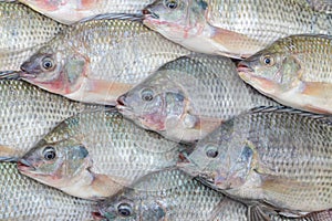 Nile Tilapia