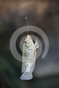 Nile tilapia fish hanging on hook