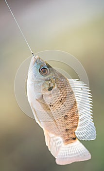 Nile tilapia fish hanging on hook