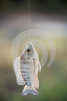 Nile tilapia fish hanging on hook