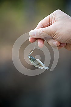 Nile tilapia fish hanging on hook