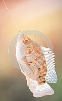 Nile tilapia fish hanging on hook