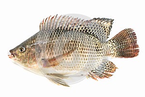 Nile tilapia fish isolated on white background, fish meat