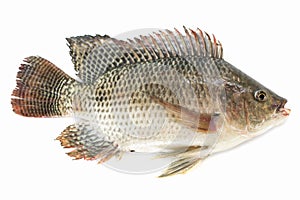 Nile tilapia fish isolated on white background, fish meat photo