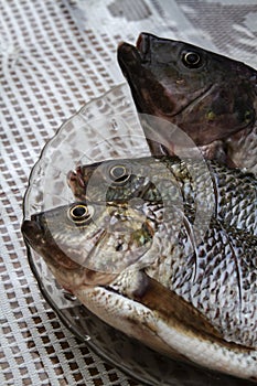 Nile tilapia fish, Oreochromis niloticus