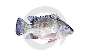 Nile tilapia fish or oreochromis niloticus freshwater isolated on white background , clipping path