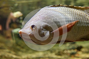 Nile tilapia in a freshwater aquarium, close-up