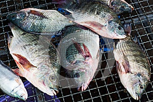 Nile Tilapia, Oreochromis niloticus