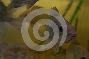 Nile tilapia, Oreochromis niloticus in aquarium