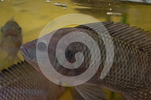 Nile tilapia, Oreochromis niloticus in aquarium