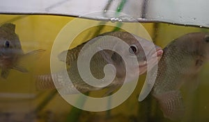 Nile tilapia, Oreochromis niloticus in aquarium