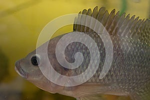 Nile tilapia, Oreochromis niloticus in aquarium
