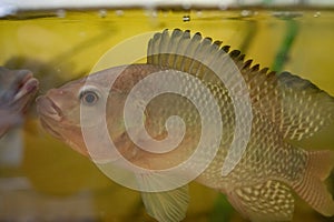 Nile tilapia, Oreochromis niloticus in aquarium