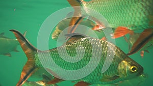 Nile tilapia in pond Oreochromis niloticus in Ratchaprapha Dam at Khao Sok National Park, Surat Thani Province