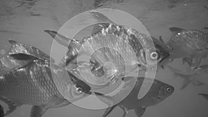 Nile tilapia in pond Oreochromis niloticus in Ratchaprapha Dam at Khao Sok National Park, Surat Thani Province