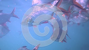 Nile tilapia in pond Oreochromis niloticus in Ratchaprapha Dam at Khao Sok National Park, Surat Thani Province