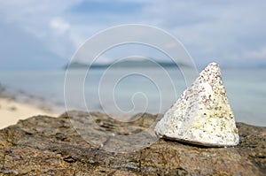 NILE TOP SHELL on the beach