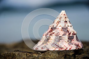 NILE TOP SHELL on the beach