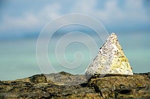 NILE TOP SHELL on the beach