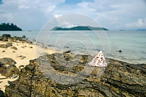 NILE TOP SHELL on the beach