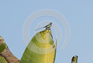 Nile Valley sunbird perched on large leaf